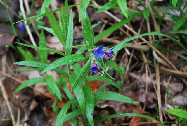 Buglossoides purpuro-caerulea